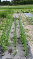 Walki Mulchpapier