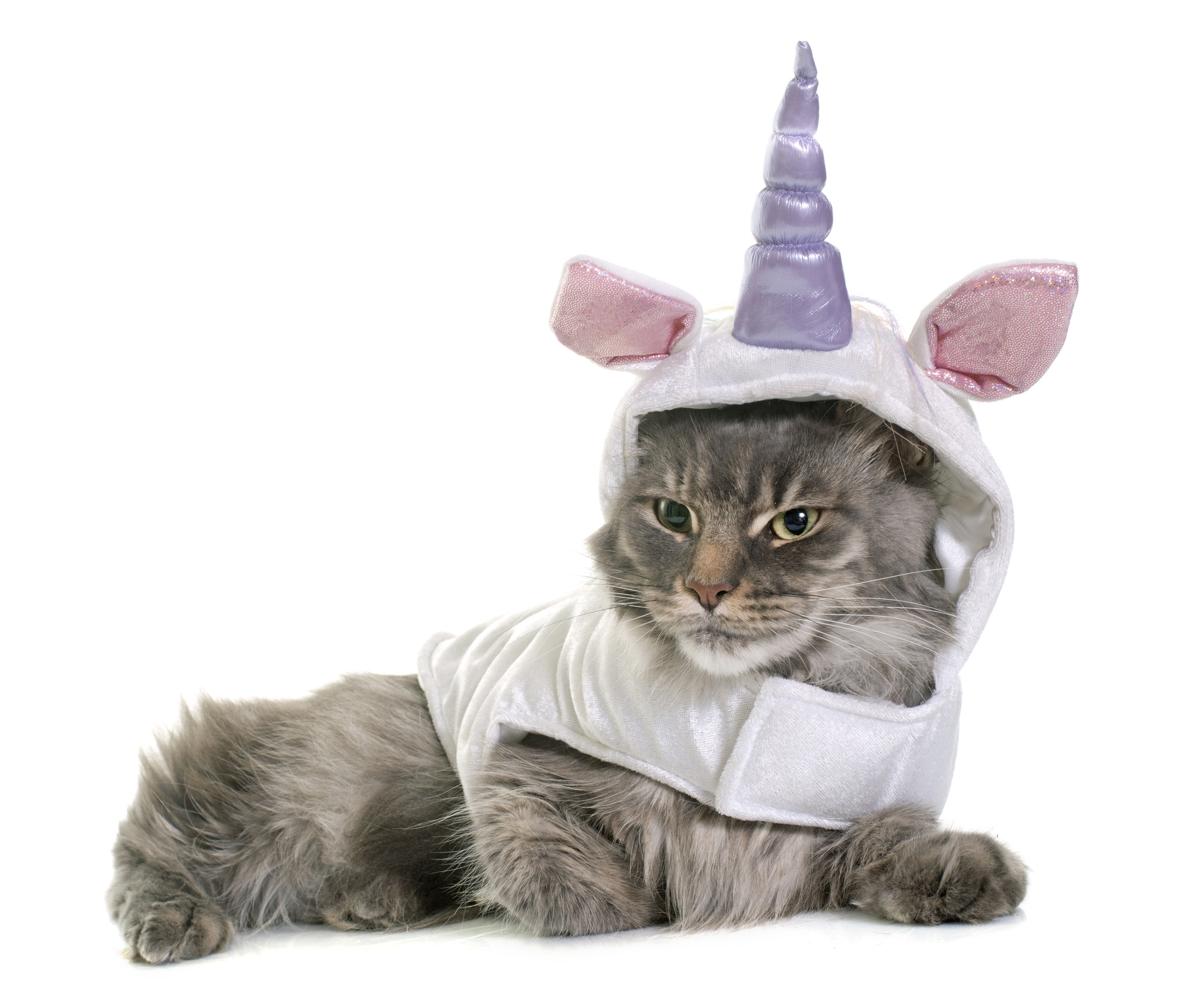 Wenn das Einhorn die digitale Innovationsstrategie symbolisiert, dann ist es die Hauskatze für tradi Wenn das Einhorn die digitale Innovationsstrategie symbolisiert, dann ist es die Hauskatze für tradi
