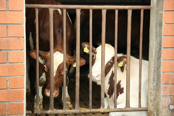 In Gefangenschaft leidende Kühe aus der In Gefangenschaft leidende Kühe aus der
