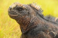 Meerechse auf den Galapagos-Inseln