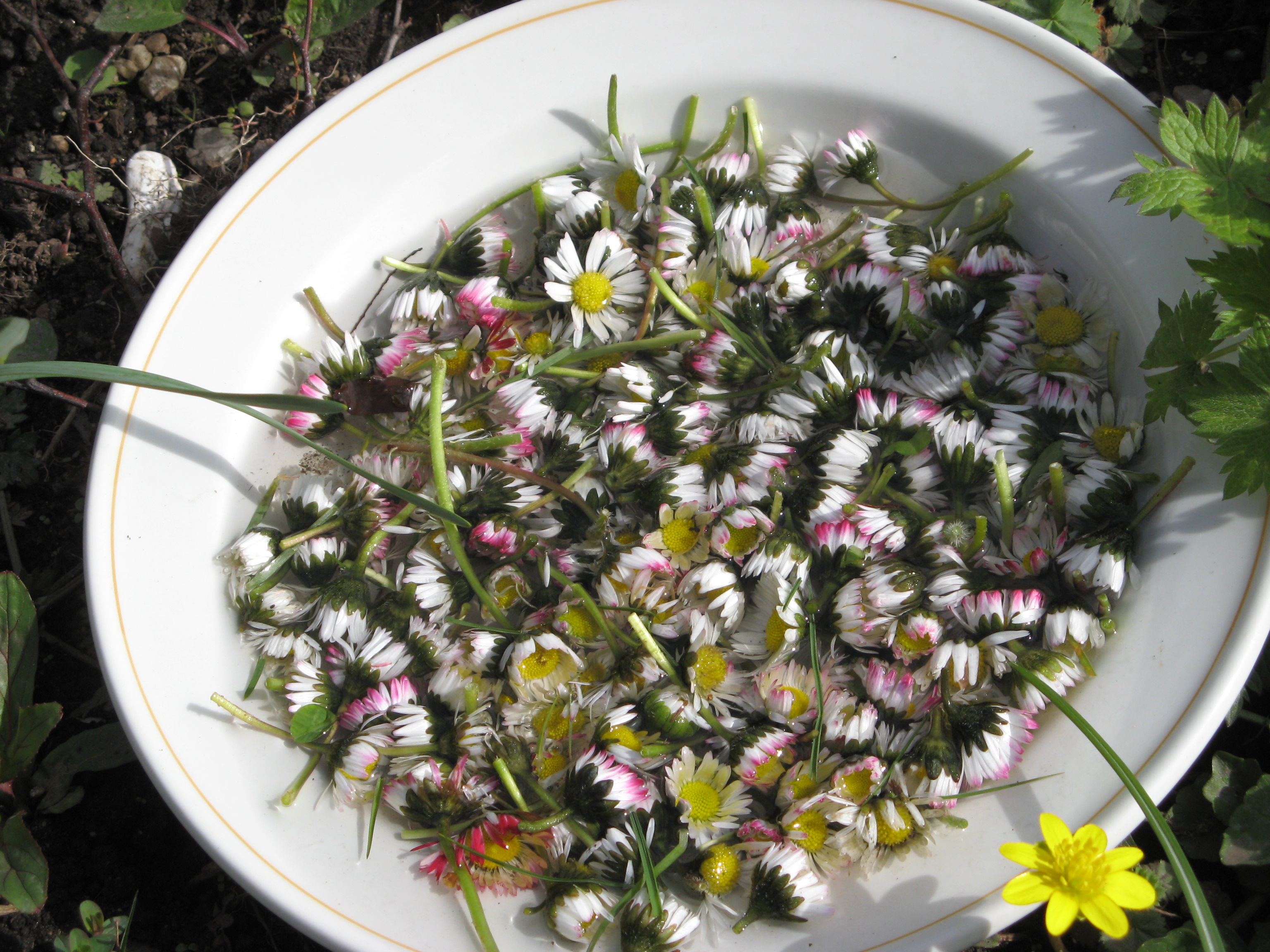 Gänseblümchen - Phantasiereise, um Ängste und unangenehme Erlebnisse loszulassen Gänseblümchen - Phantasiereise, um Ängste und unangenehme Erlebnisse loszulassen