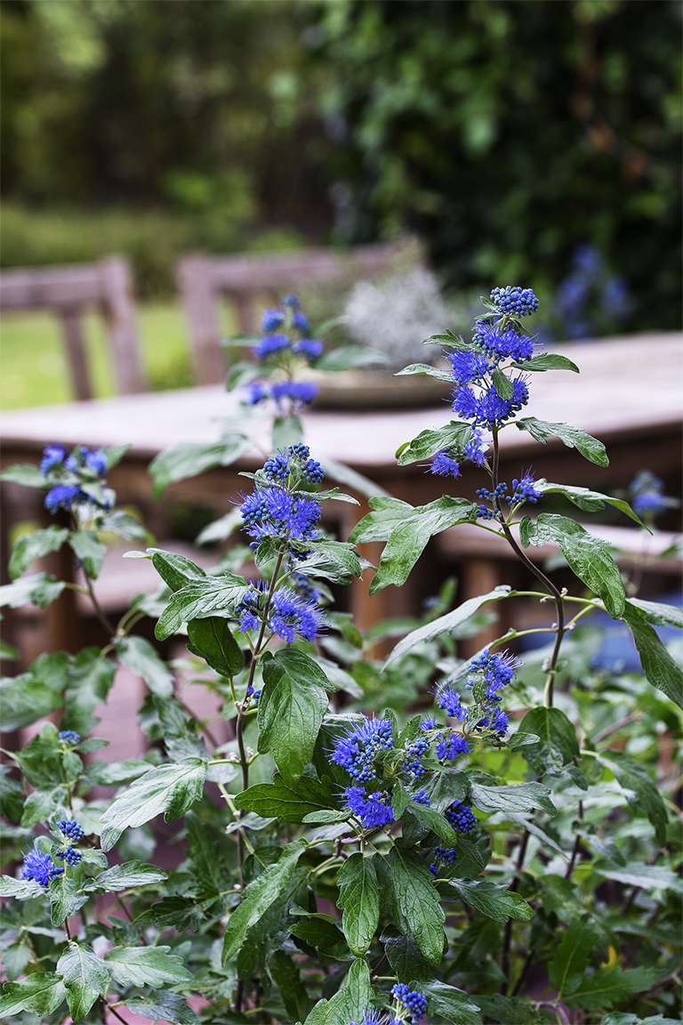Landgefühl®-Neuheit Bartblume 'Königskleid' auf der Terrasse