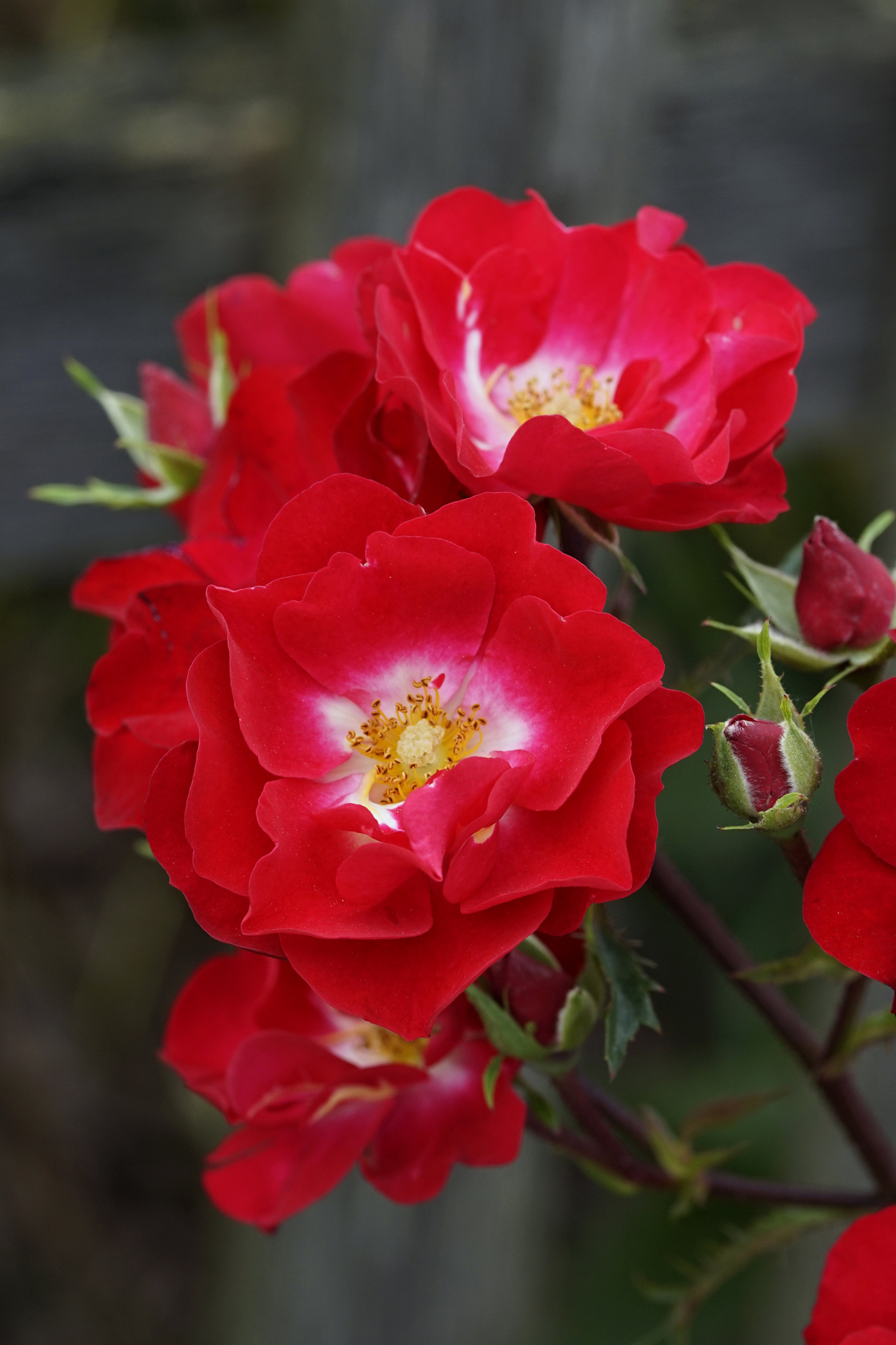 Rosy Boom(R) in rot, Nahaufnahme Rosy Boom(R) in rot, Nahaufnahme