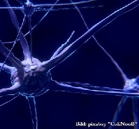Alzheimer Plaques Alzheimer Plaques