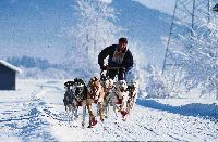 Schlittenhunderennen Haidmühle Schlittenhunderennen Haidmühle