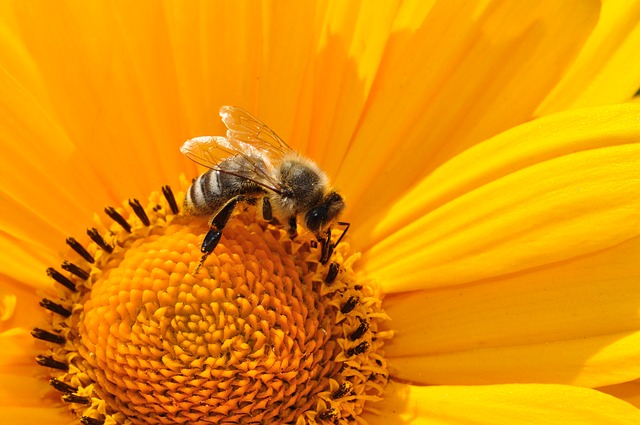 Bienen brauchen auch Ihre Hilfe! Bienen brauchen auch Ihre Hilfe!