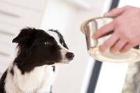 Futter in optimaler Zusammensetzung hält Hunde gesund. Foto: Mars Futter in optimaler Zusammensetzung hält Hunde gesund. Foto: Mars