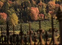 Fragsburger Herbst