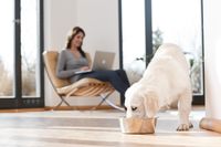 Hunde- und Katzenfutter muss alle Nährstoffe enthalten, die das Tier täglich benötigt. Foto: Mars Hunde- und Katzenfutter muss alle Nährstoffe enthalten, die das Tier täglich benötigt. Foto: Mars