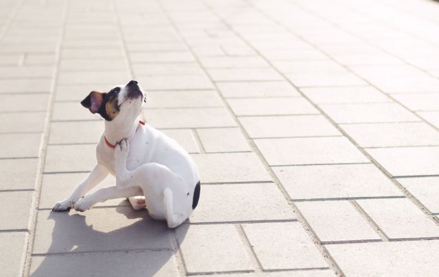 Bayer_Juckender Hund_© Mila-fotolia-com Bayer_Juckender Hund_© Mila-fotolia-com