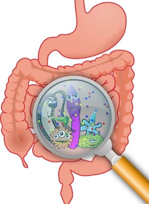 Anatomie/pixabay (CCO) Anatomie/pixabay (CCO)