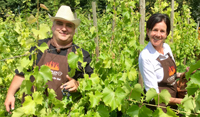 Das Team vom Mercure Tagungs- & Landhotel Krefeld pflückte 195 Kilogramm Trauben im eigenen Weinberg Das Team vom Mercure Tagungs- & Landhotel Krefeld pflückte 195 Kilogramm Trauben im eigenen Weinberg