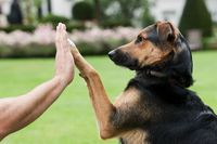 Hand drauf: Hunde haben vielfältige pädagogische und soziale Fähigkeiten. Foto: Mars Hand drauf: Hunde haben vielfältige pädagogische und soziale Fähigkeiten. Foto: Mars