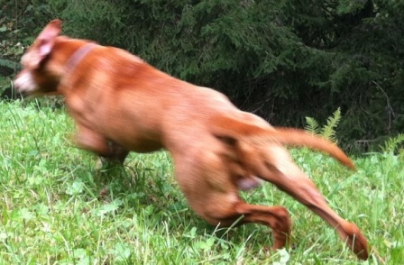 Zahnfleischentzündung beim Hund Chitodent Mineralkomposit Zahnfleischentzündung beim Hund Chitodent Mineralkomposit