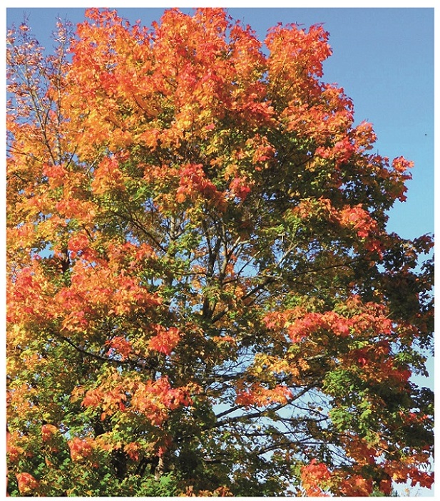 Im Herbstrausch: Baum im wundervollen Herbstkleid. (Foto: DiaPrw) Im Herbstrausch: Baum im wundervollen Herbstkleid. (Foto: DiaPrw)