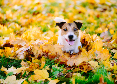 Schnell-noch-mal-weg! Herbstferien mit Hund: hunde-urlaub.net hat Gastgeberadressen in 9 Ländern (Bi