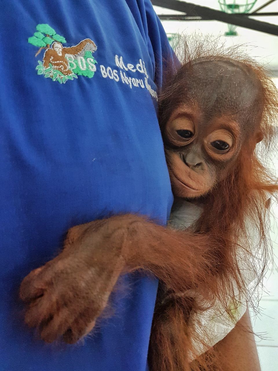 Geretteter Orang-Utan-Junge in der Obhut seiner Pfleger (Bildquelle: BOS Foundation/ BOS Deutschland