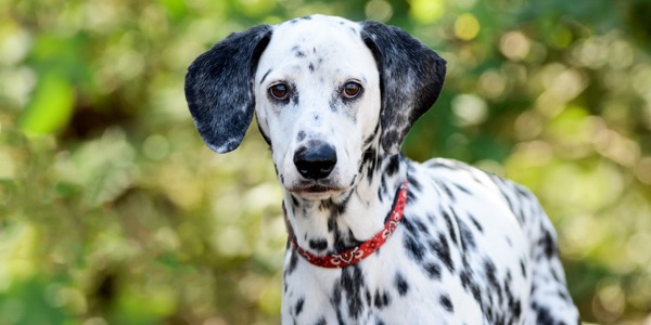 Ein schöner und intelligenter Hund: Der Dalmatiner. (Bildquelle:©mexitographer - Fotolia.com)