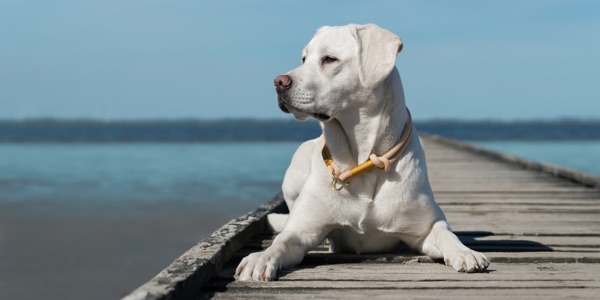 Der Labrador ist ein geeigneter Familienhund. (Bildquelle:©manushot - Fotolia.com) Der Labrador ist ein geeigneter Familienhund. (Bildquelle:©manushot - Fotolia.com)