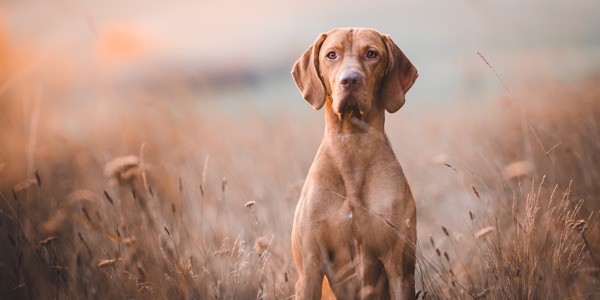 Der Hund kann der beste Freund des Menschen sein, aber einen Menschen selbst nie ersetzten. (Bildque Der Hund kann der beste Freund des Menschen sein, aber einen Menschen selbst nie ersetzten. (Bildque