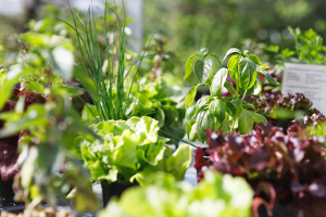 Salate & Kräuter aus der Stadtfarm (Foto: Julia Schmidt)