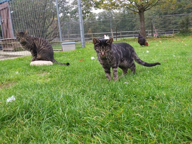 Besonders freilaufende Katzen sind nach der Zeitumstellung gefährdet Besonders freilaufende Katzen sind nach der Zeitumstellung gefährdet