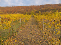 Weinreben auf den Forschungsflächen von LIFE-VinEcoS (©LIFE-VinEcoS)