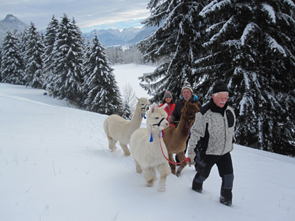 Wandern im Winter (Bildquelle:©allgaeu-alpaka.de)