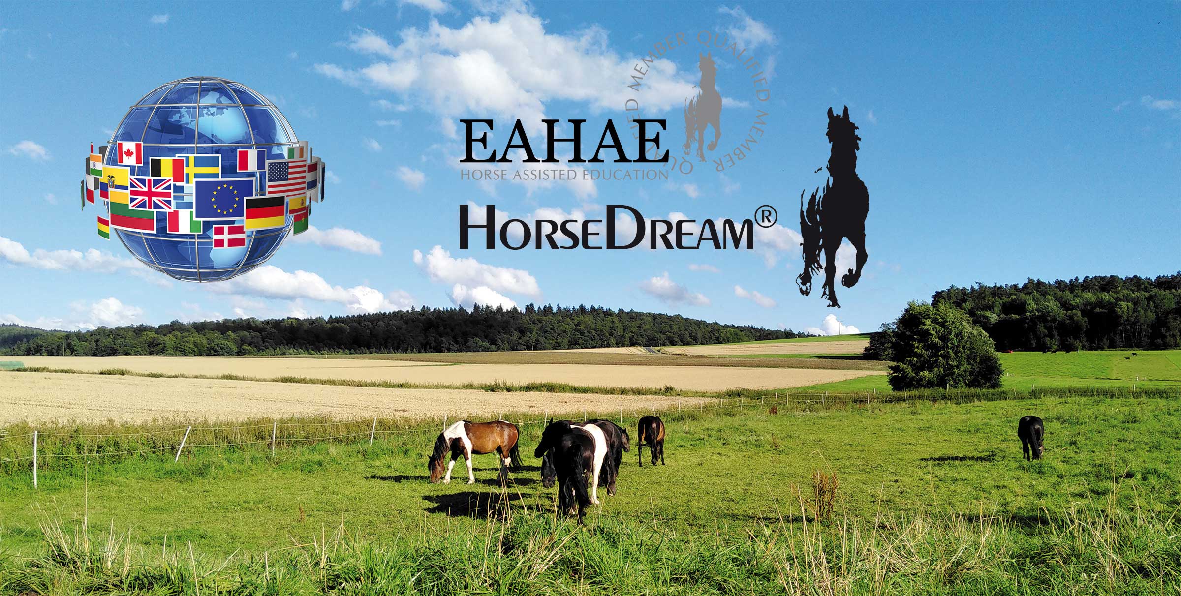 HorseDream Seminarpferde auf der Sommerweide.