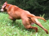 Hundefutter ab Hof besser als Biofertigfutter,