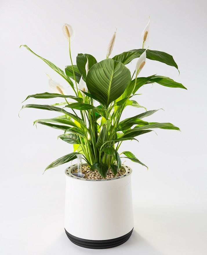 AIRY pot mit Einblatt AIRY pot mit Einblatt