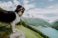 Haushund Lenny (c) Amira Kohlbecker (Wanderhotel Vinschgerhof)