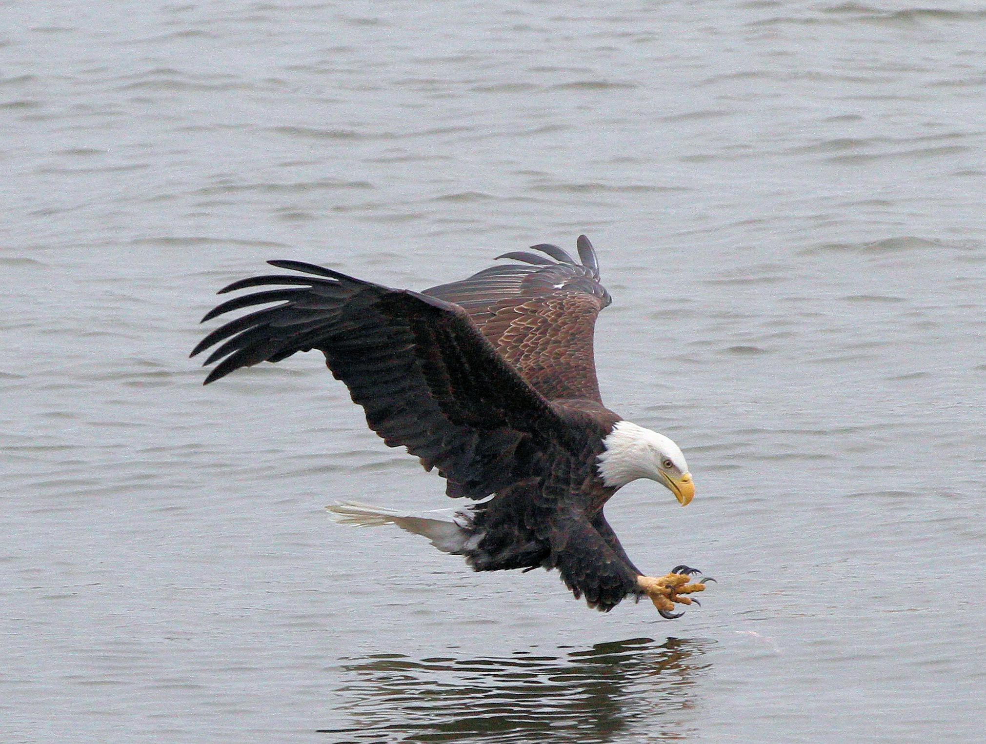 Ein Weißkopfseeadler beim Fischfang auf dem Mississippi in Illinois