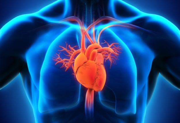 Aneurysma an der Aorta behandeln. (Bildquelle:©nerthuz?Fotolia)