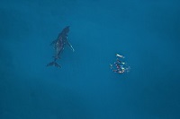 Schwimmen mit einem Buckelwal ©Live Ningaloo an Australiens Korallenküste