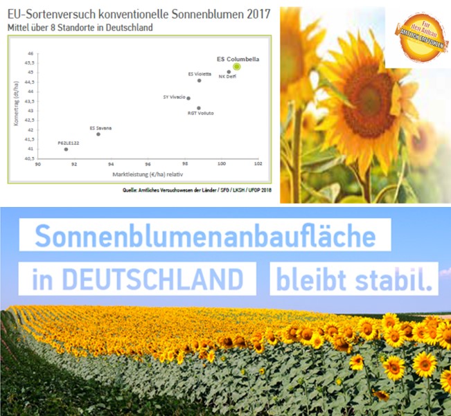 EURALIS Körner-Sonnenblume ES Columbella ist die ertragsstärkste Sorte im deutschlandweiten EU-Sort EURALIS Körner-Sonnenblume ES Columbella ist die ertragsstärkste Sorte im deutschlandweiten EU-Sort