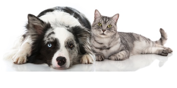 Eine Hunderasse, die gefordert werden will. (Bildquelle:©DoraZett - Fotolia) Eine Hunderasse, die gefordert werden will. (Bildquelle:©DoraZett - Fotolia)