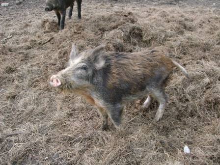 Wildschweinfleisch für den Hund 