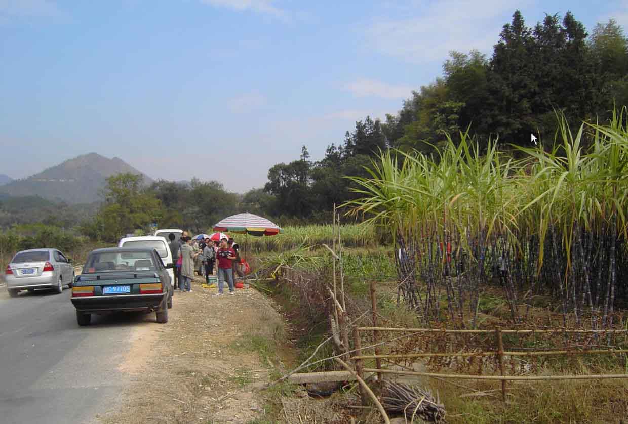 Reise durch China mit dem eigenen Auto, Zuckerrohrfeld bei Haiyang, Guilin, Guangxi, Reise durch China mit dem eigenen Auto, Zuckerrohrfeld bei Haiyang, Guilin, Guangxi,
