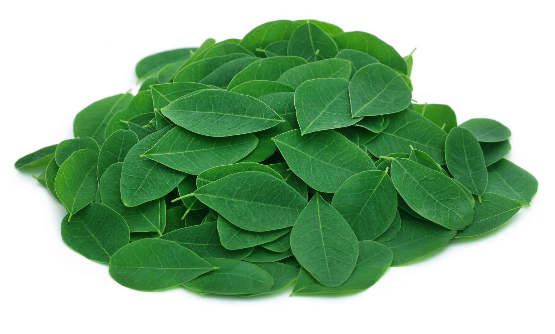 Moringa Oleifera Blätter
