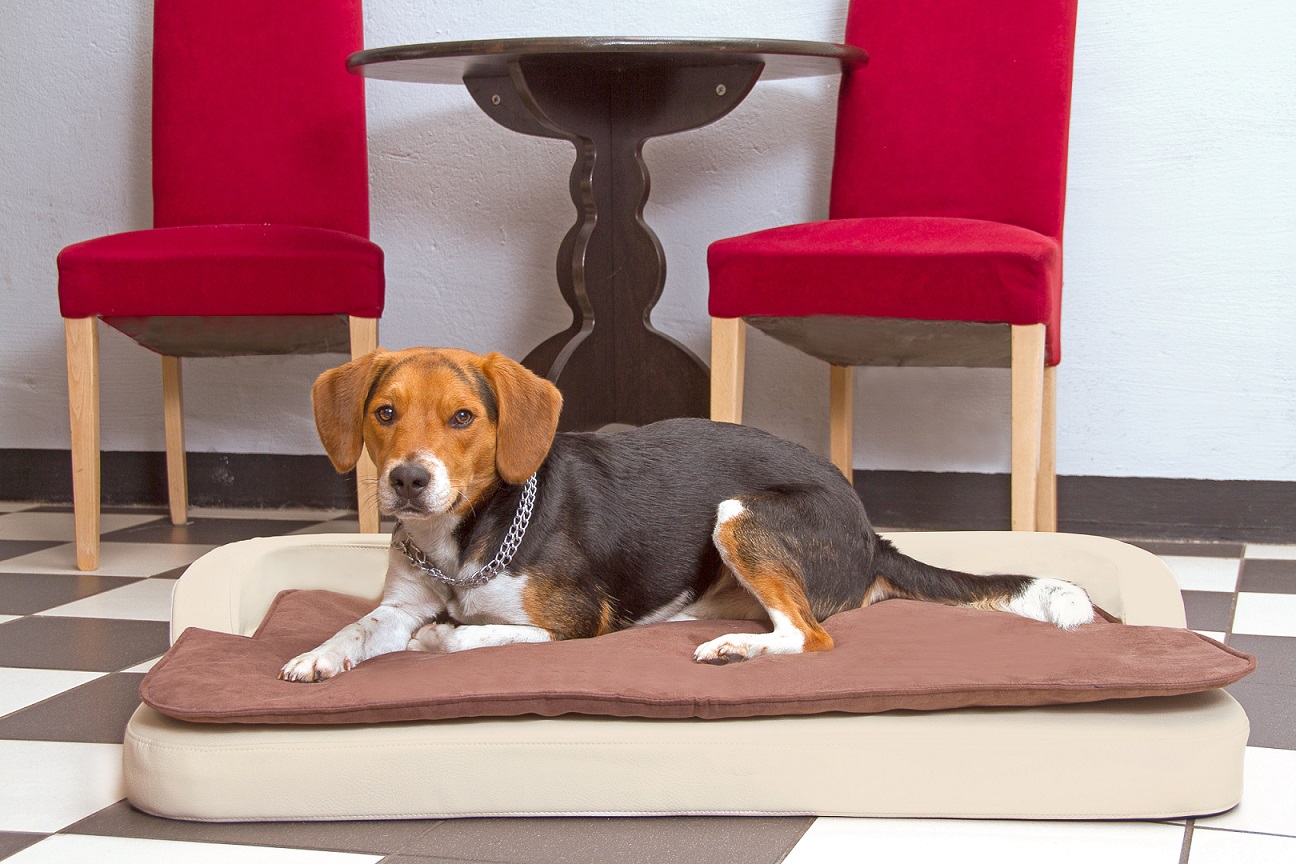 Hundekissen Medical Style Plus