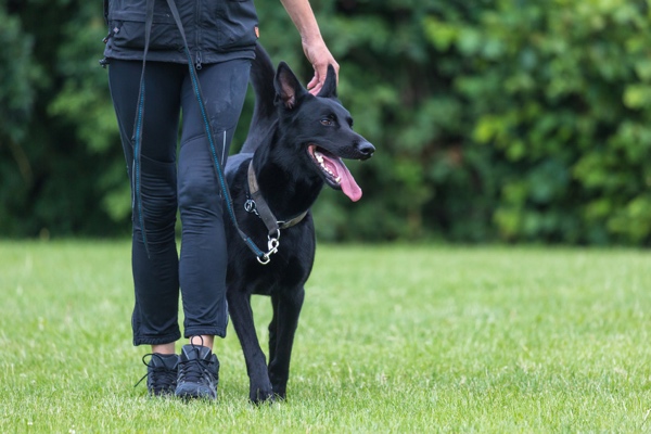 Hundesport mit geeigneten Hunderassen. (Bildquelle:©Martin Schlecht - Fotolia)