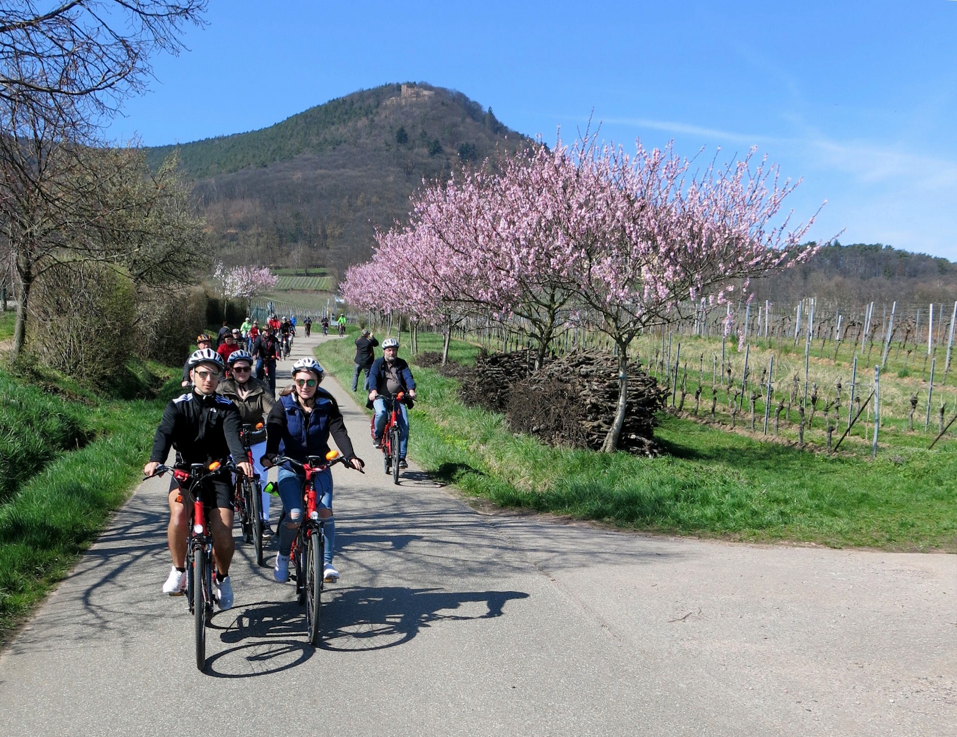 E-Bike Ausflug zur Mandelblüte an der Deutschen Weinstraße mit genussradeln-pfalz E-Bike Ausflug zur Mandelblüte an der Deutschen Weinstraße mit genussradeln-pfalz