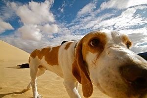 Wenningstedter Hundstage Sylt März 2018