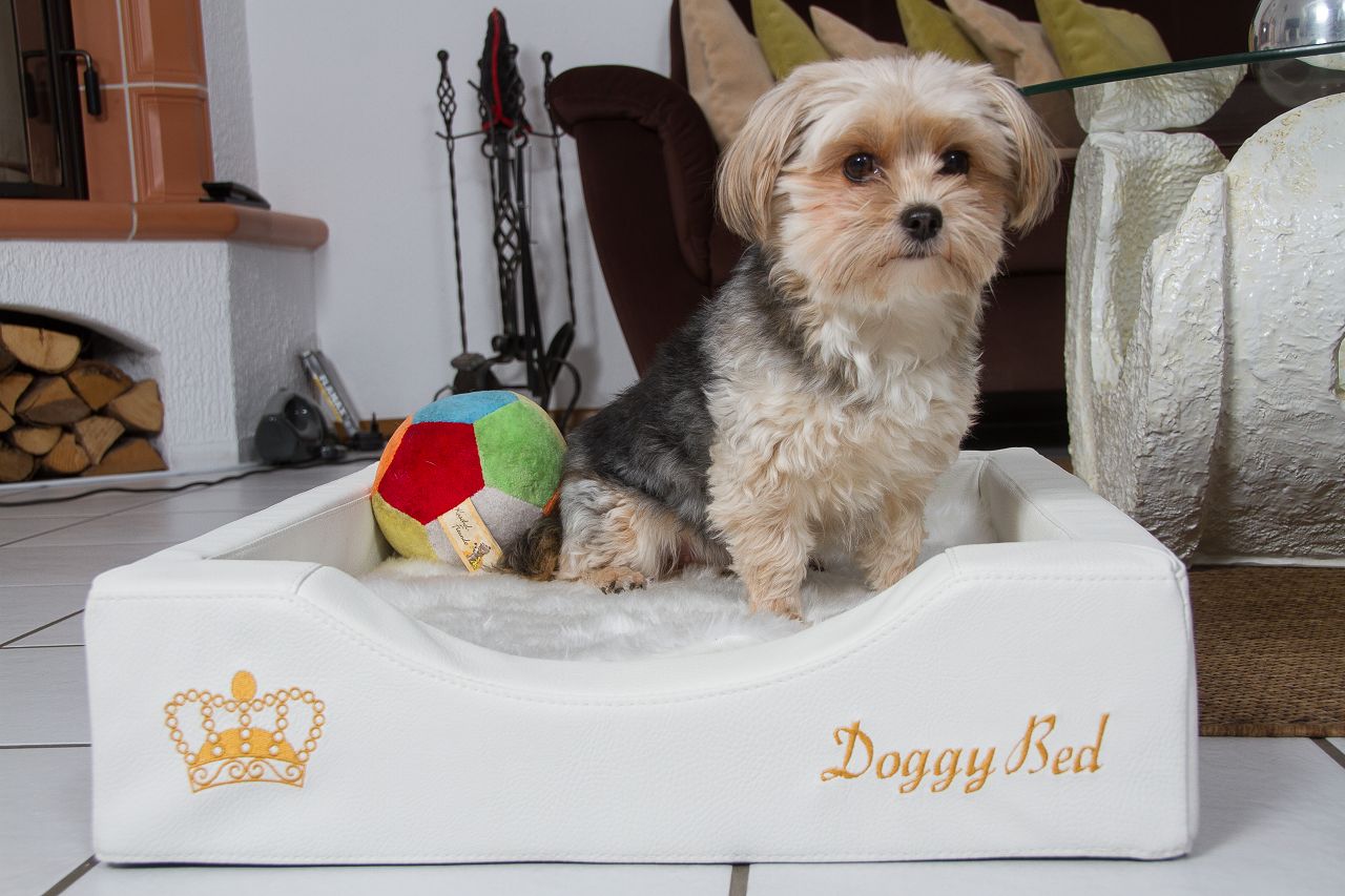 Kleine orthopädische DoggyBed