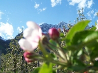Frühling in Lana