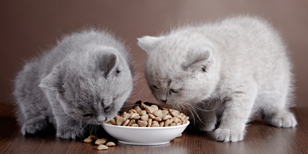 Ein richtiges Familienmitglied: Die Katze. Ein richtiges Familienmitglied: Die Katze.