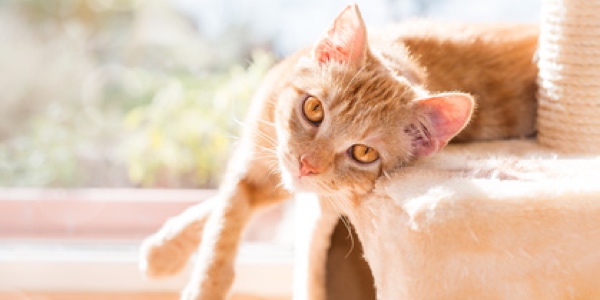 Individuelle Namen sind bei Katzen von Vorteil. (Bildquelle:©Hetizia - Fotolia) Individuelle Namen sind bei Katzen von Vorteil. (Bildquelle:©Hetizia - Fotolia)