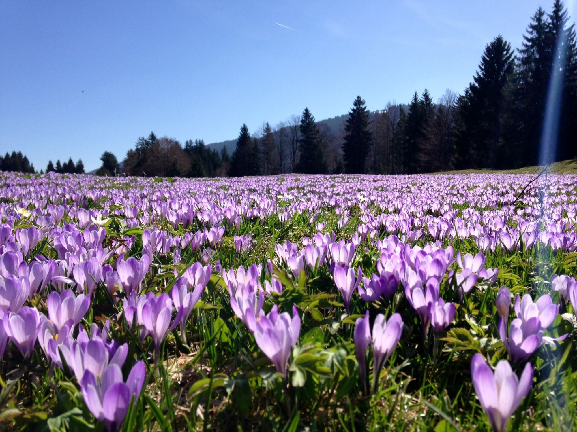 Krokusblüte am Hündle