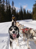 Voll im Trend: beim Husky-Workshop mit den Schlittenhunden durch die verschneite Winterlandschaft.